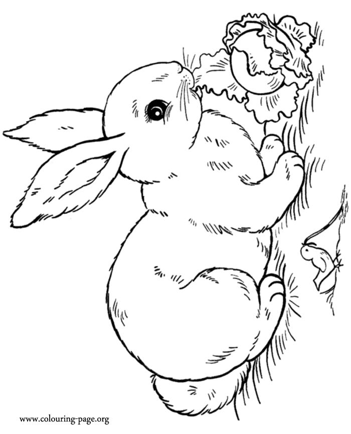 Realistic Rabbit Coloring Pages - Coloring Home