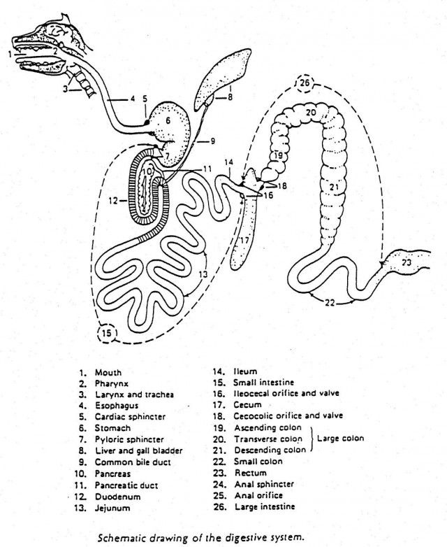 Digestive System Colouring Pages Page 2 116522 Digestive System 
