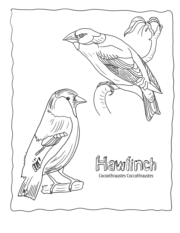 Bird Coloring Page Hawfinch Coccothraustes,Echo's Bird Coloring 