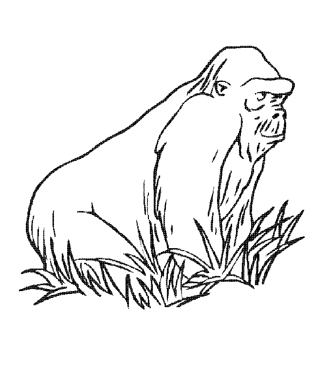 Gorilla | Free Printable Coloring Pages