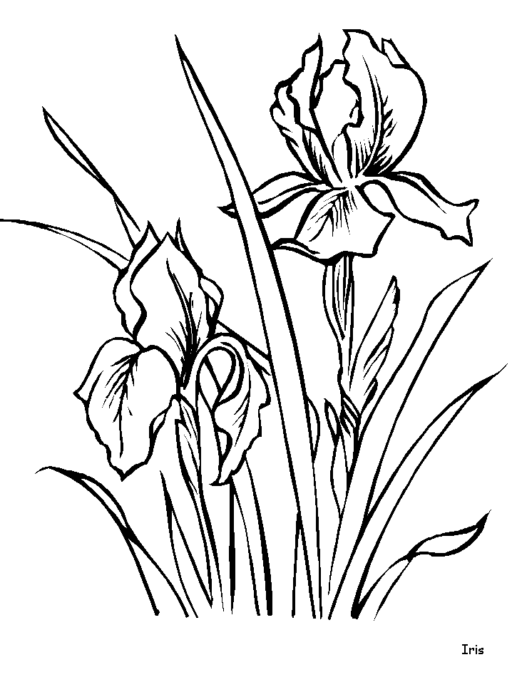 Iris Flowers Coloring Pages & Coloring Book