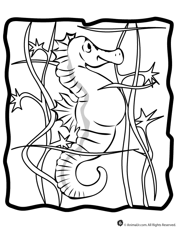 Mister Seahorse Coloring Pages | Alfa Coloring PagesAlfa Coloring 