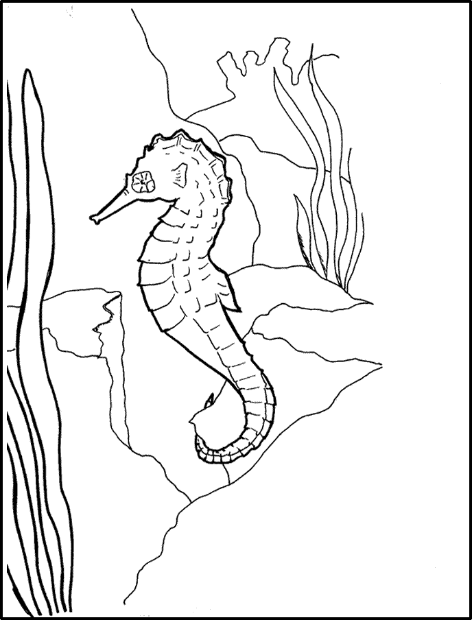 and seahorses Colouring Pages (page 3)