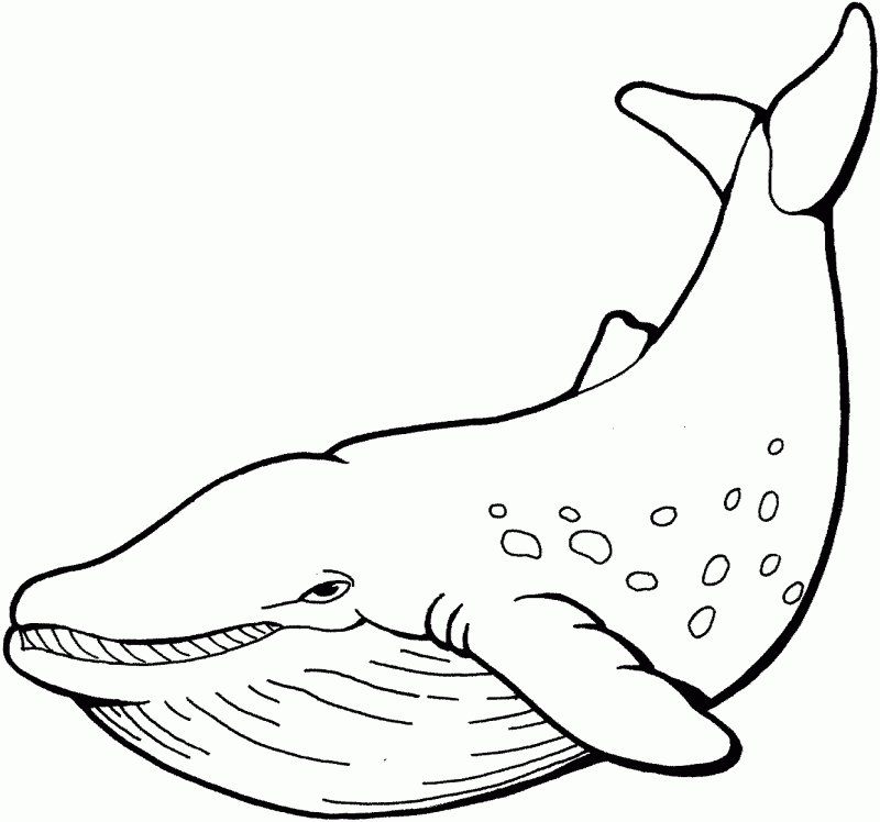 Whales Images - HD Printable Coloring Pages