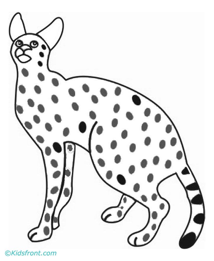 serval.jpg
