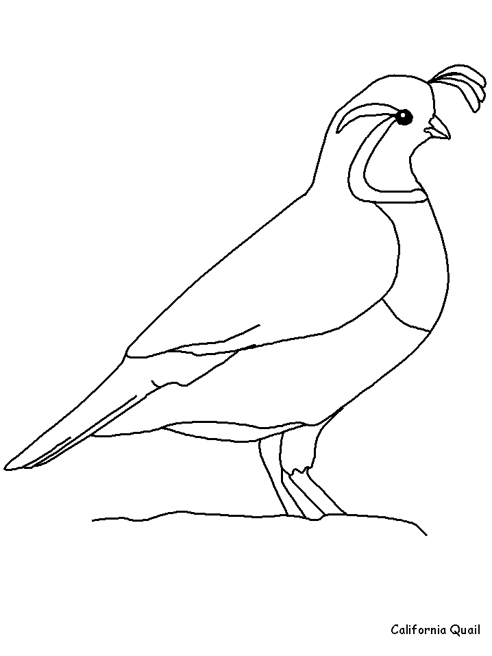 State Birds Coloring Pages 488 | Free Printable Coloring Pages