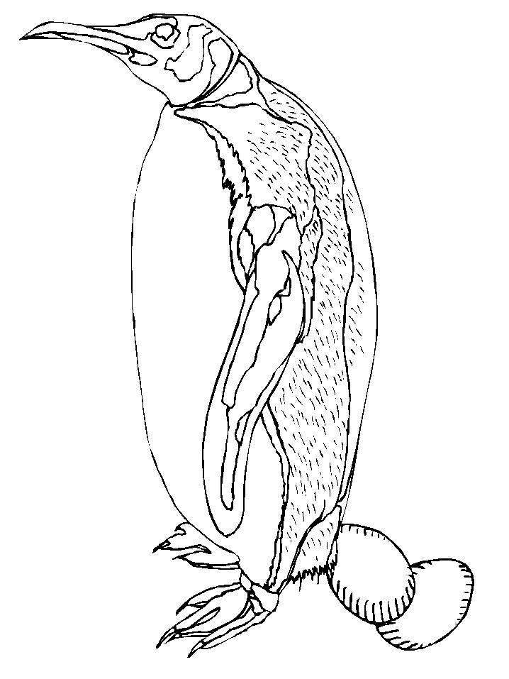 Printable Penguins 5 Animals Coloring Pages