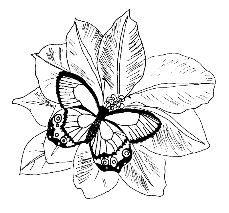 Butterfly Coloring Pages 117 260242 High Definition Wallpapers 
