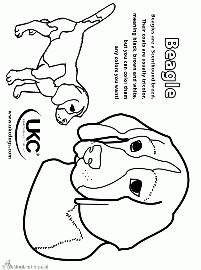 Pound Puppies Colouring Pages Page 3 255210 Pound Puppies Coloring 