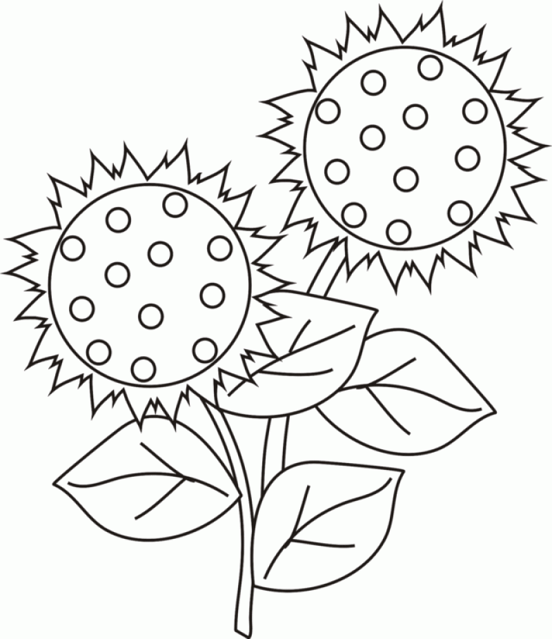 sunflower-coloring-pages-52grw618 - HD Printable Coloring Pages