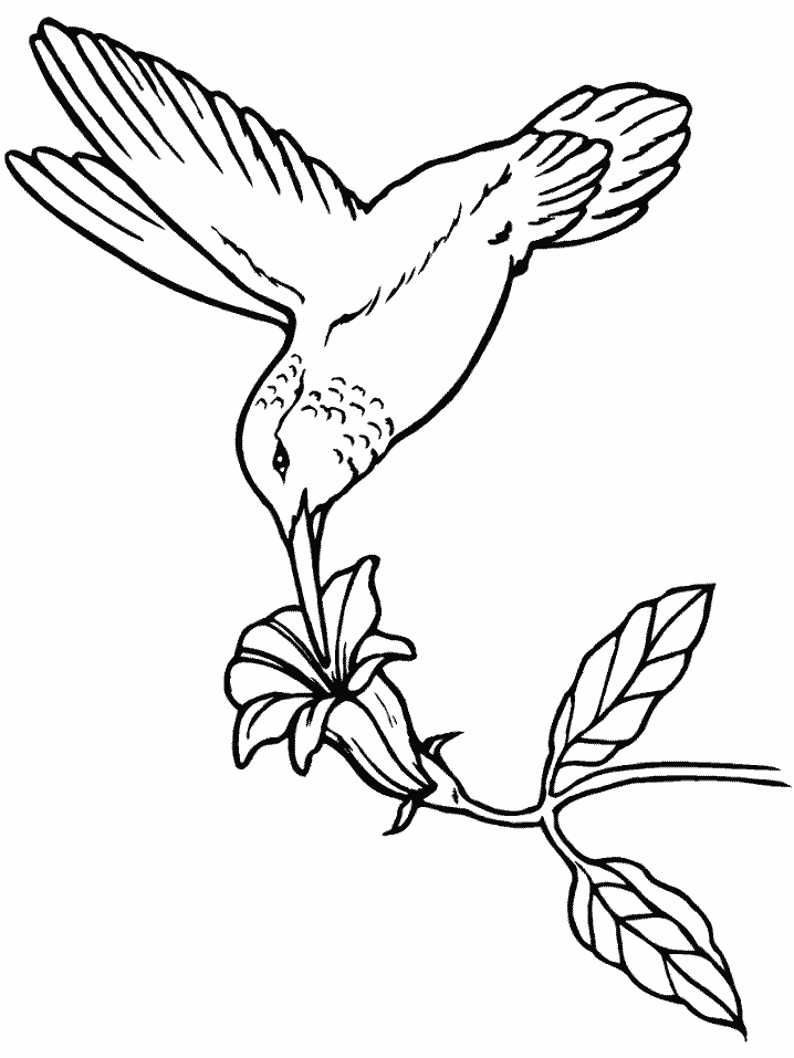 Hummingbird Drawings