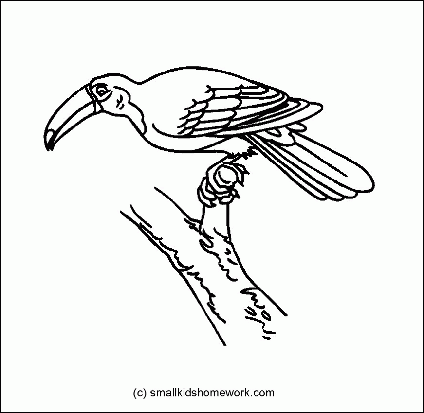 Toucan - Outline and Coloring Picture with Facts