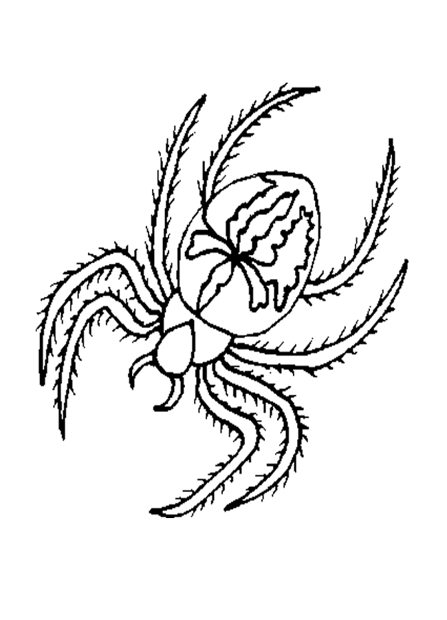 Free Spider Coloring Pictures | Coloring