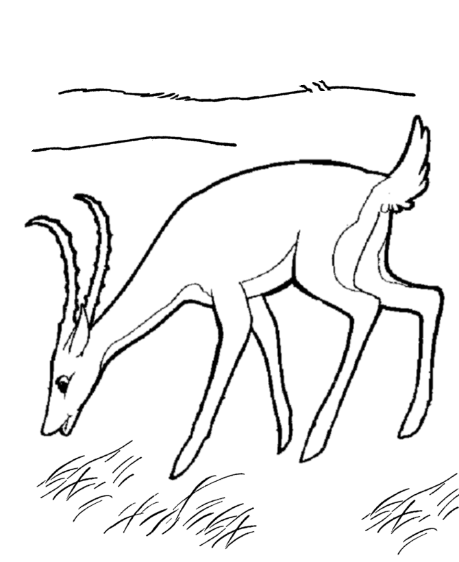 gazelle coloring sheet 2014