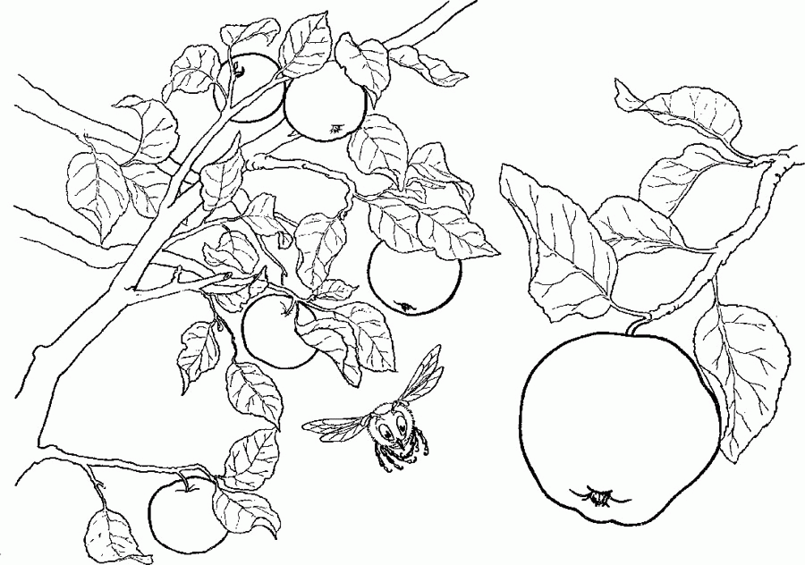 Apples On The Tree Branch Coloring Page : KidsyColoring | Free 