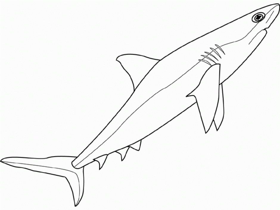 Great White Shark Tattoo Design Drawing And Coloring For Kids 