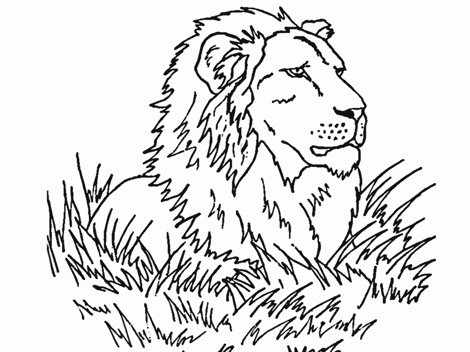 lion coloring pages free printable : Printable Coloring Sheet 