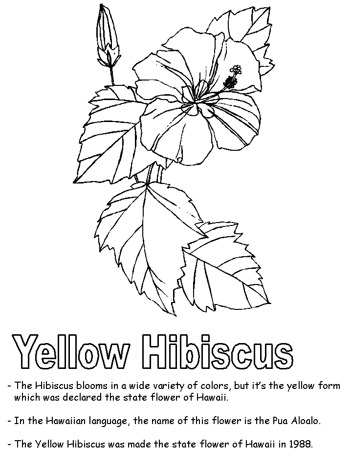 Hawaiian Coloring Pages For Kids - Free Printable Coloring Pages 