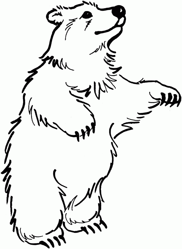 Viewing Gallery For Black Bear Coloring Page 149037 Polar Bear 