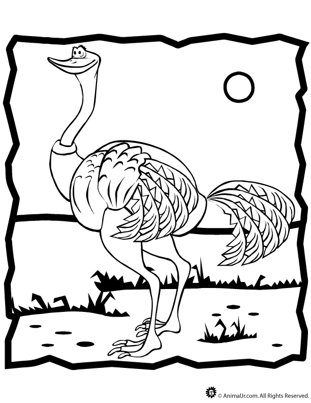 picture ostrich Colouring Pages (page 2)
