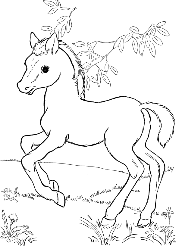 Cute Little Horse Coloring Pages - Horse Coloring Pages : iKids 
