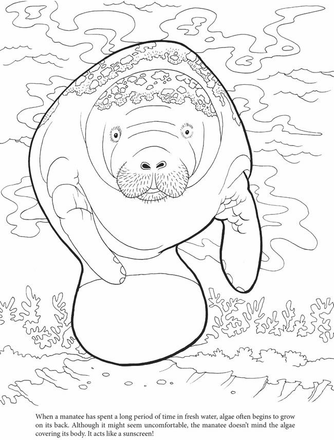 manatee Colouring Pages (page 2)