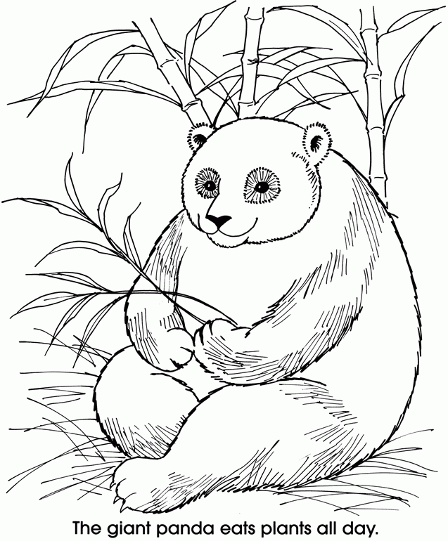 Panda coloring page | Our World