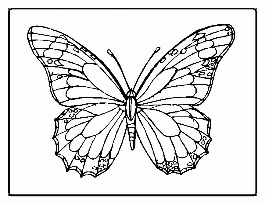 A Coloring Picture Of A Butterfly | Bulbulk Com