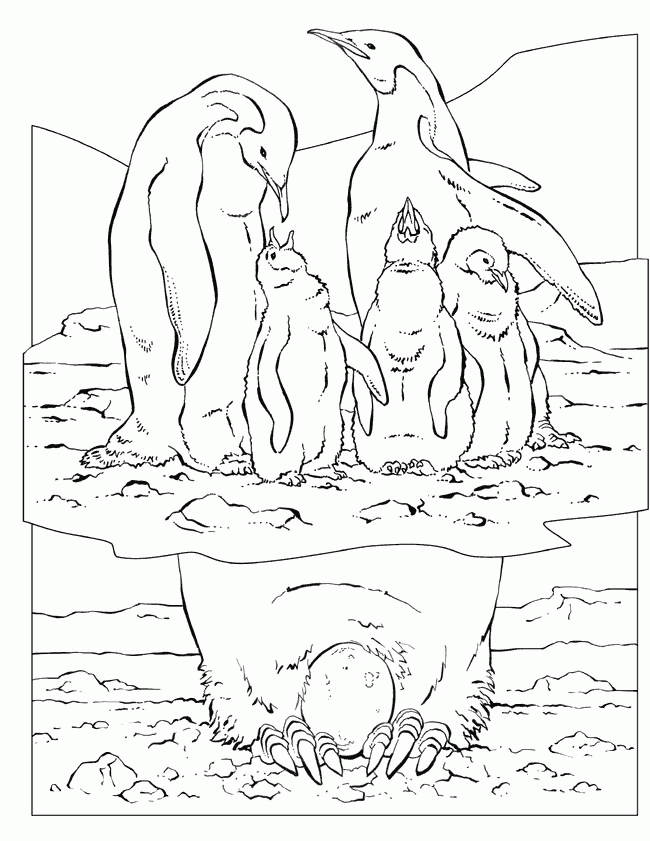 Animal Coloring Pages : Family Emperor Penguin Coloring Page Kids 