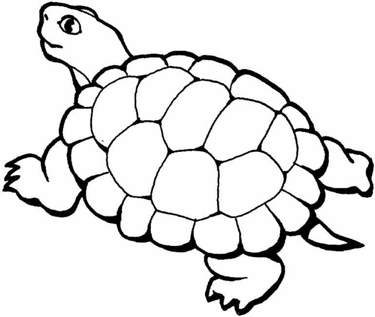 Turtle Animal Coloring Page