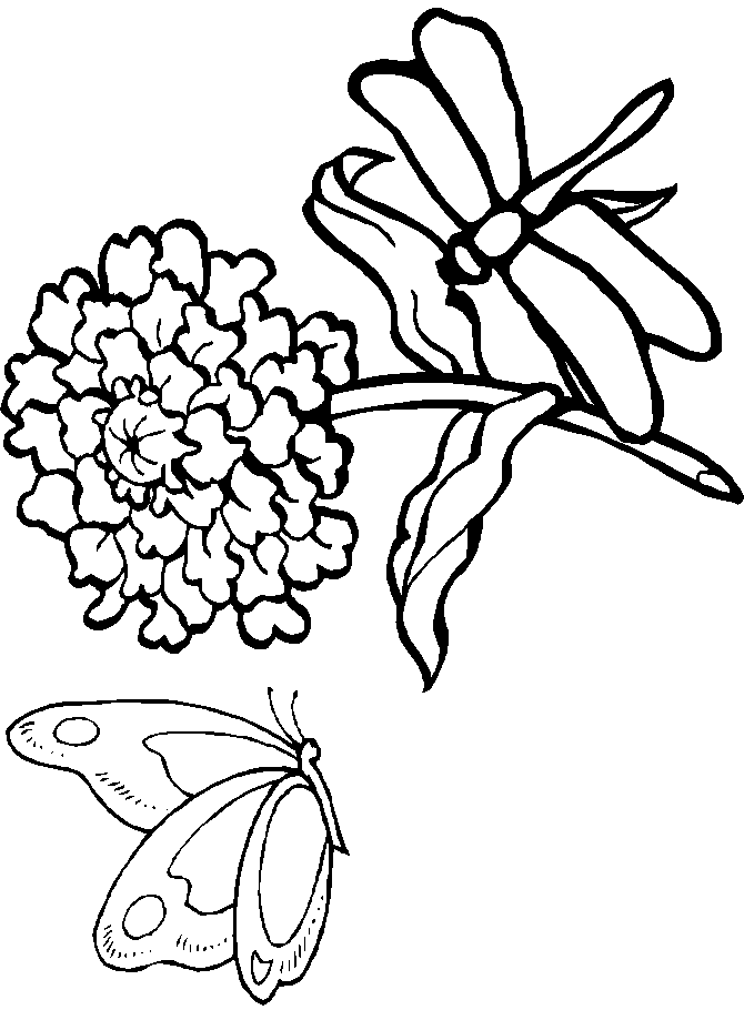 Dragonfly Dragonfly6 Animals Coloring Pages & Coloring Book