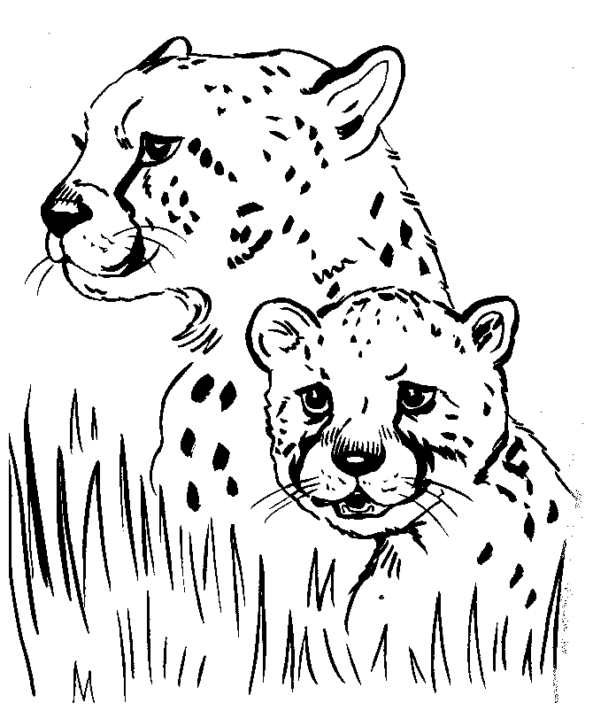 Wild Animal Coloring Pages | Cheetah Coloring Page and Kids 