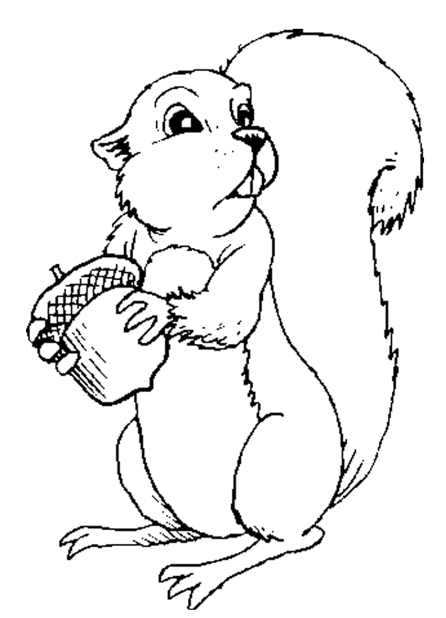Cute Squirrel Coloring Pages