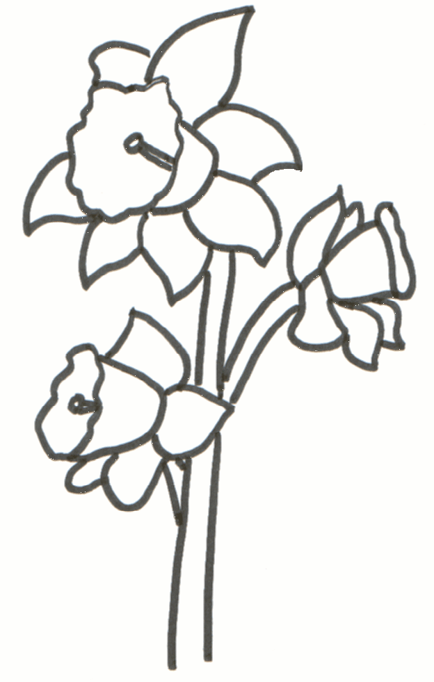 Daffodil Drawings