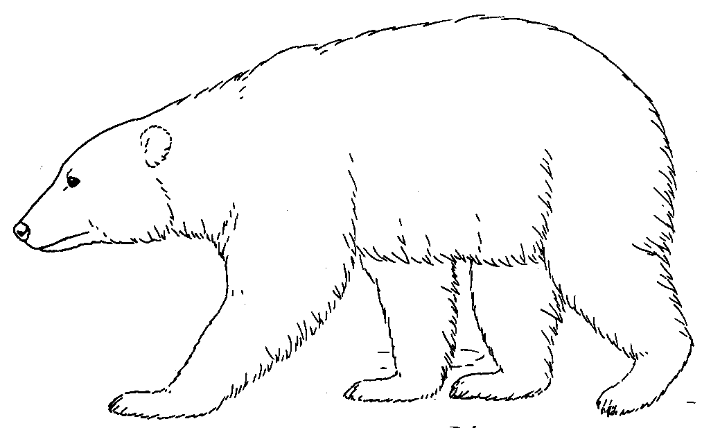 black bear coloring pages : Printable Coloring Sheet ~ Anbu 