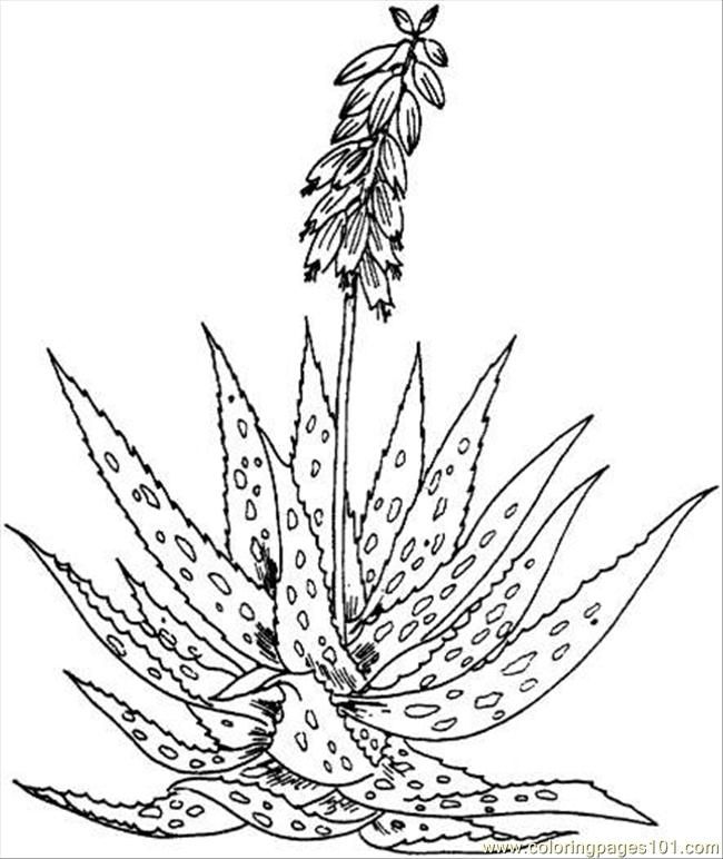 Coloring Pages Aloe 2 (Natural World > Flowers) - free printable 