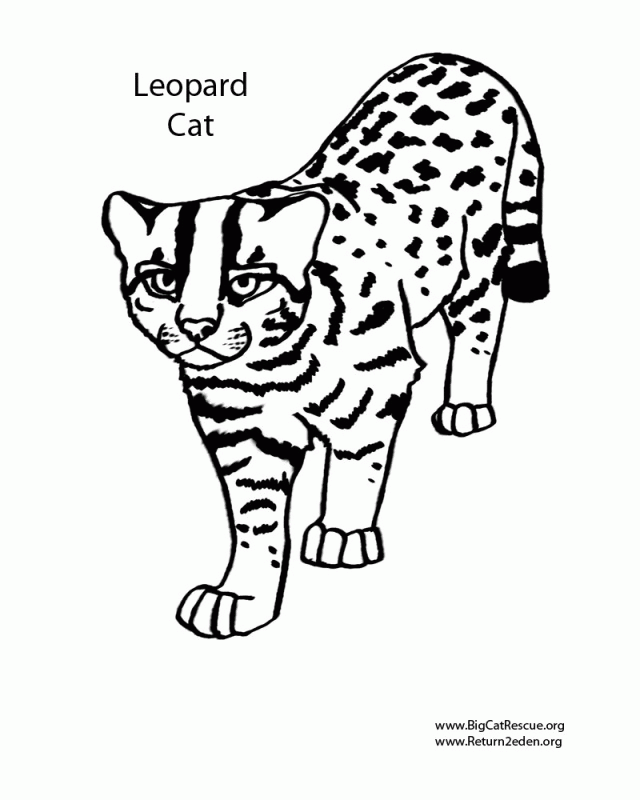 Big Cats Coloring Pages - Coloring Home