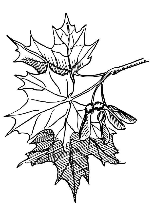 Coloring page sugar maple - img 27341.