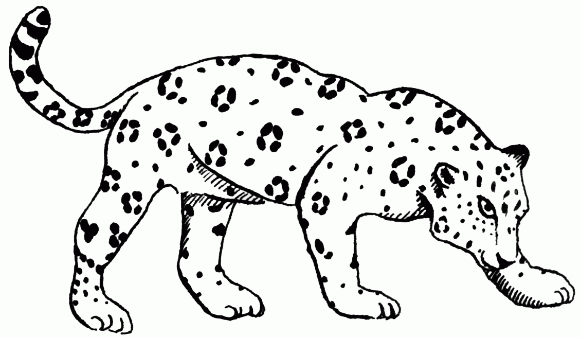 Jaguar Animal Pictures To Color