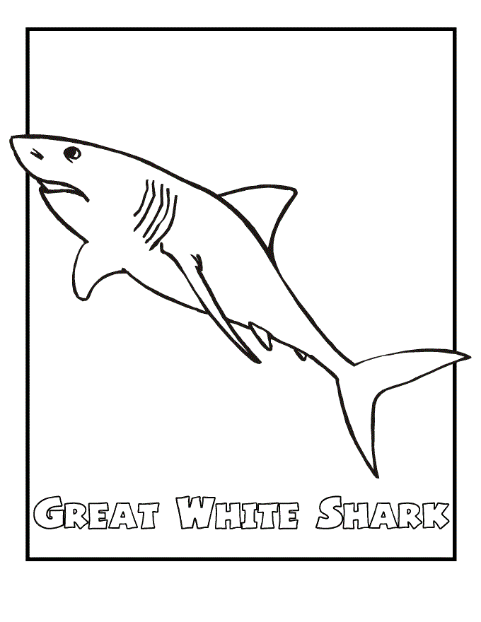 tiger shark coloring page  coloring home
