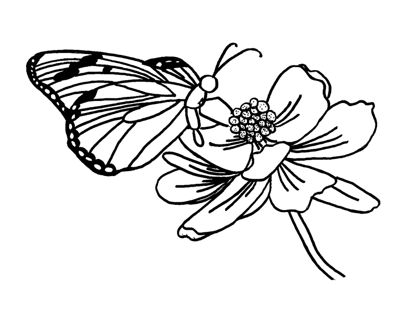butterfly on a flower coloring page  coloring home