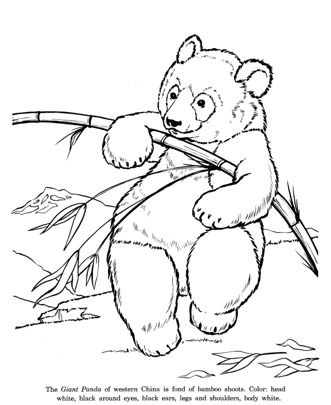 Animal Drawings Coloring Pages | Giant Panda Bear animal 
