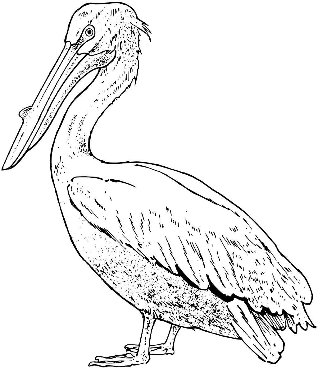 Brown Pelican Coloring Page - Get Coloring Pages