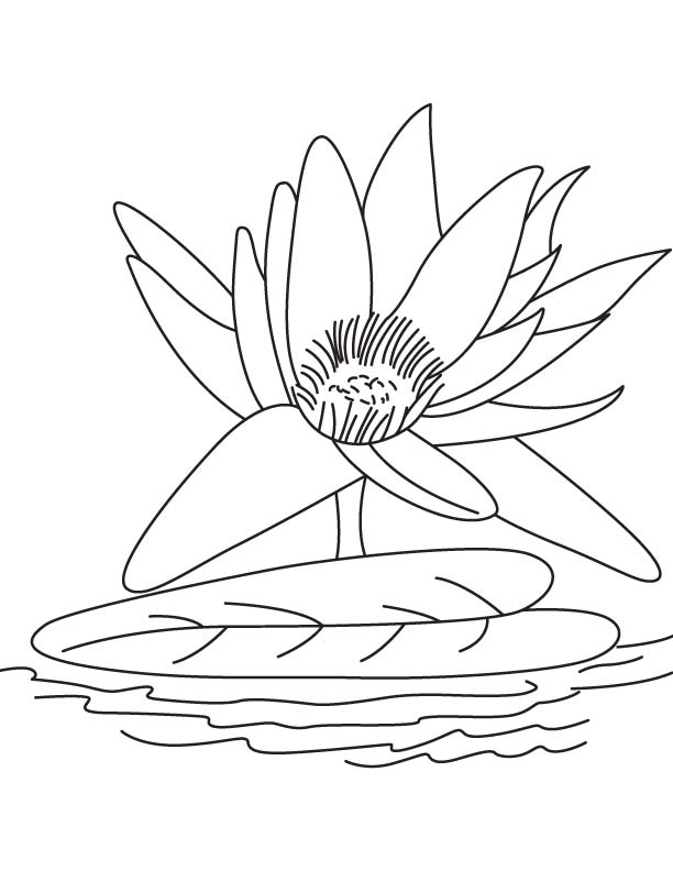 Big water lily flower coloring page | Download Free Big water lily flower coloring  page for kids | Best Coloring Pages