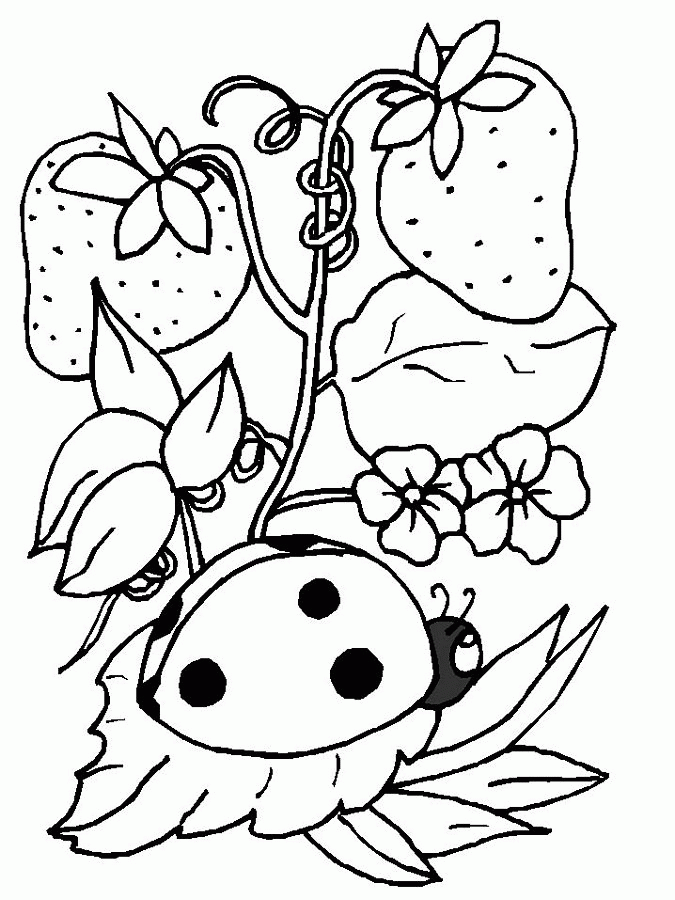 Ladybug Coloring Pages - Co-good.com