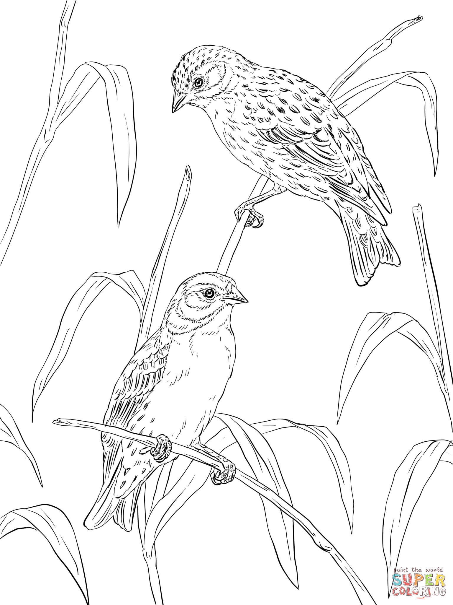 Atlantic canaries coloring page | Free Printable Coloring Pages