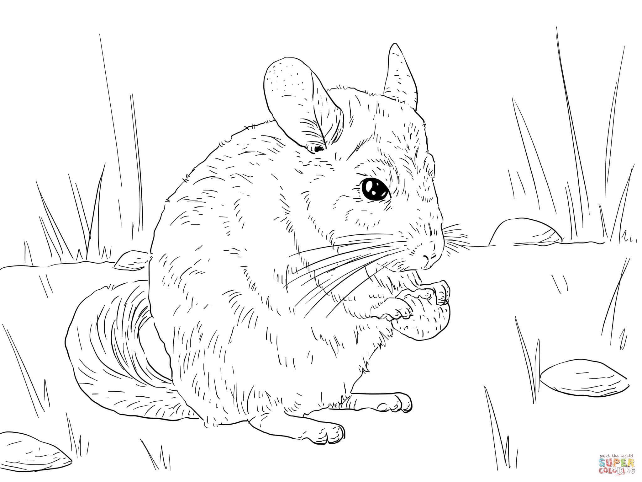 Long Tailed Chinchilla Coloring page | Free Printable Coloring Pages |  Animal coloring pages, Cute easy animal drawings, Puppy coloring pages