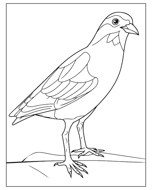 Premium Vector | Cute bird coloring pages for kids bird coloring pages