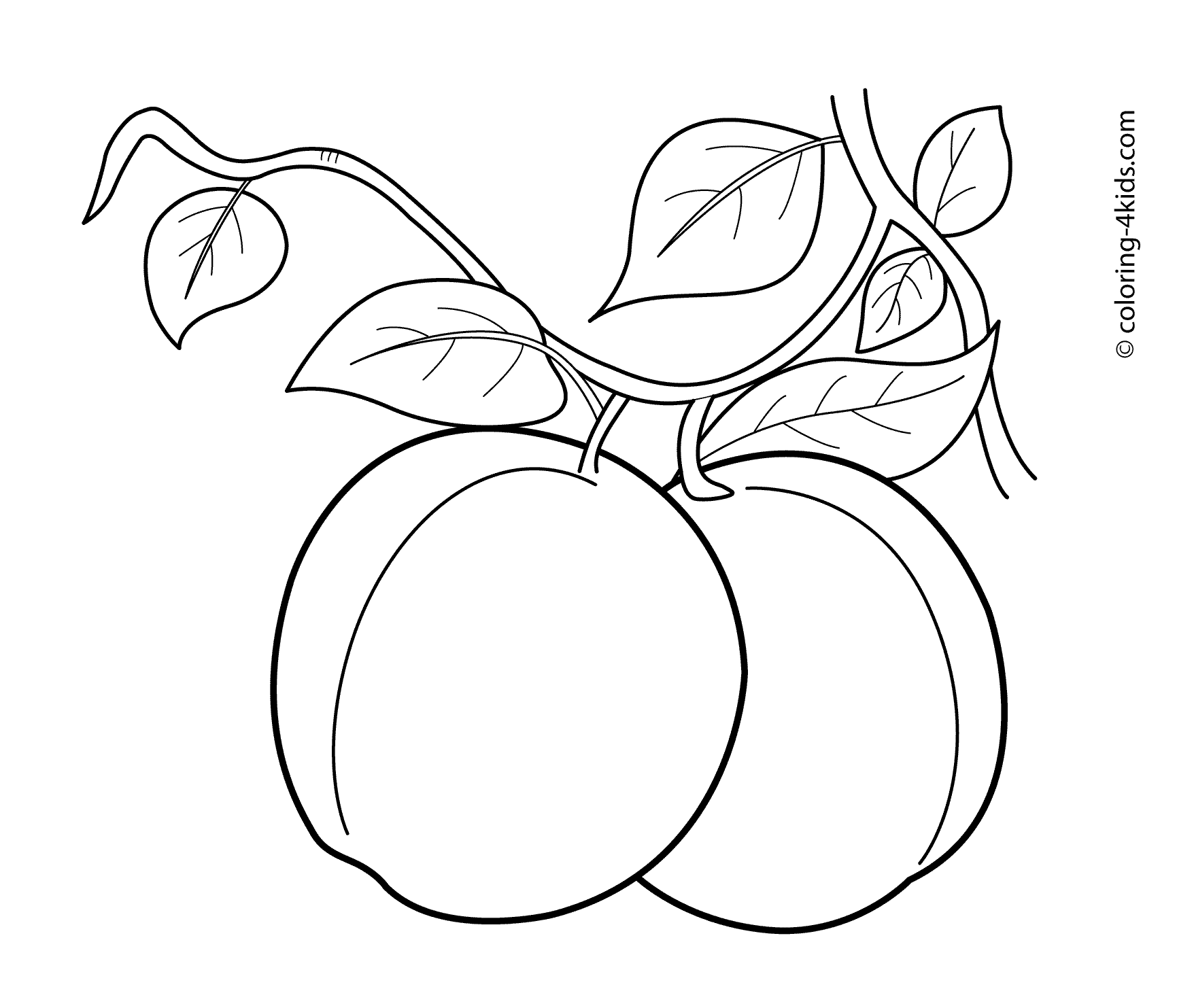 Apricots fruits coloring pages for kids, printable free | Fruit ...