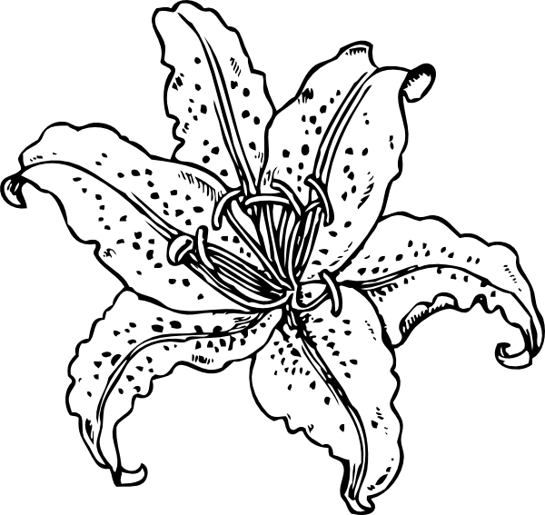 Stargazer lily | Flower coloring pages, Lilies drawing ...